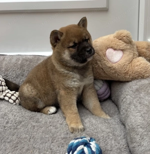 Shiba inu vörös kislány gazdiját keresi  - kép 5