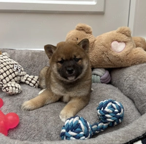 Shiba inu vörös kislány gazdiját keresi  - kép 6