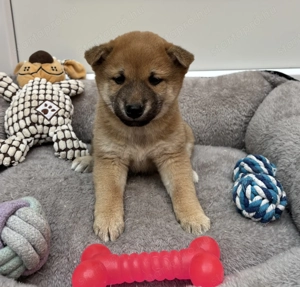 Shiba inu vörös kisfiú  - kép 2