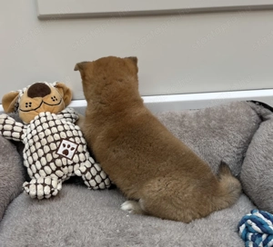 Shiba inu vörös kisfiú  - kép 3