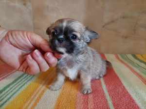 Csivava kisfiú FCI törzskönyvvel! - kép 6