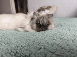 Eladó Perzsa Jellegű Cica