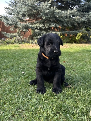 Óriás schnauzer kiskutyák - kép 2