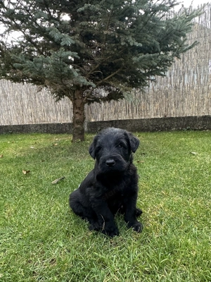 Óriás schnauzer kiskutyák - kép 3