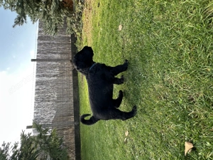 Óriás schnauzer kiskutyák - kép 4