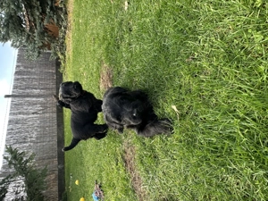 Óriás schnauzer kiskutyák - kép 5