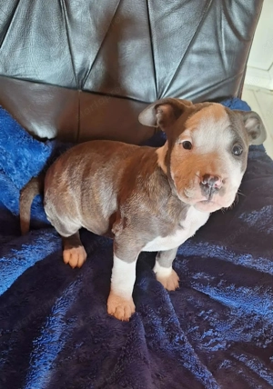 Eladó staffordshire terrier - kép 2