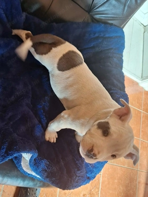 Eladó staffordshire terrier - kép 3