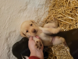 Labrador kölyök kutyák  - kép 3