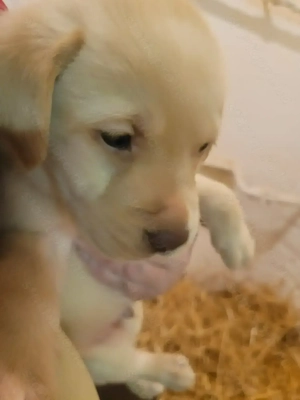 Labrador kölyök kutyák  - kép 2