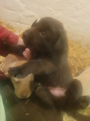 Labrador kölyök kutyák  - kép 9