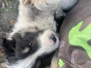 Border collie kiskutyák - kép 2