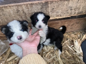 Border collie kiskutyák