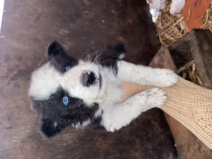Border collie kiskutyák - kép 3