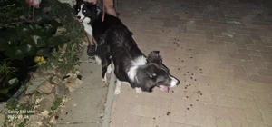 Border collie kiskutyák - kép 4