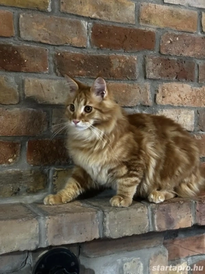 Maine coon fiú. - kép 3