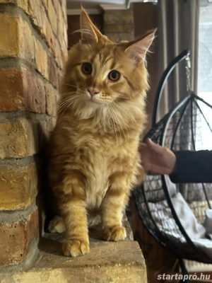 Maine coon fiú. - kép 2