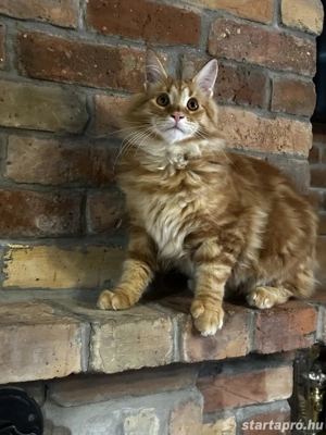 Maine coon fiú. - kép 4