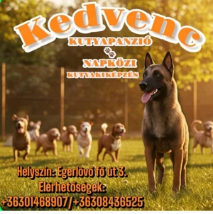 Kedvenc kutyapanzió és napközi 