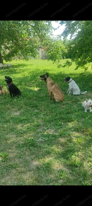 Kedvenc kutyapanzió és napközi  - kép 2