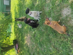 Kedvenc kutyapanzió és napközi  - kép 4