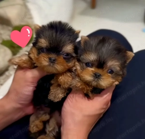 Extra mini yorkshrie terrier kölykök szuk k  - kép 2