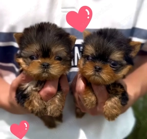 Extra mini yorkshrie terrier kölykök szuk k  - kép 3