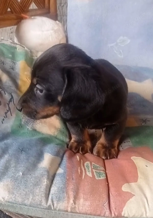 Fajta Tiszta Törpe Tacskók - kép 2