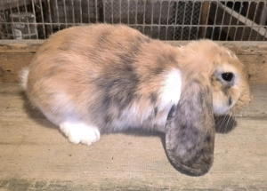 Óriás kosorrú és Újzélandi vörös bak nyulak 