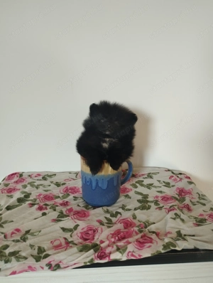 Extra mini Pomerániai törpe spicc kislány  - kép 2