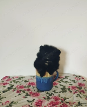 Extra mini Pomerániai törpe spicc kislány 