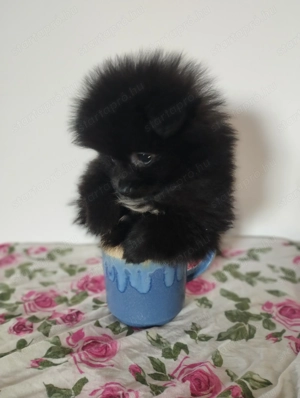 Pomerániai törpe spicc kisfiú 