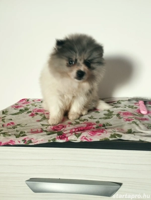 Merle spicc kislány 