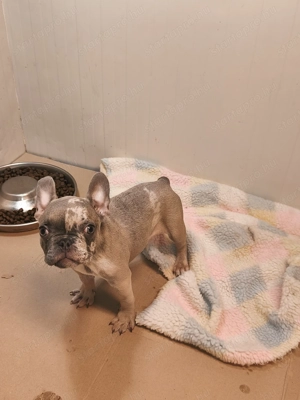 Francia bulldog kisfiú blue merle színű 