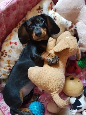 Tacskó kölykök eladók  - kép 3