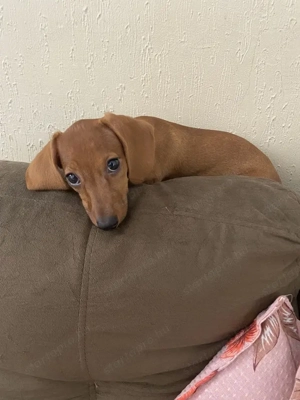 Tacskó kölykök eladók  - kép 4