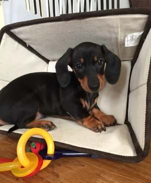 Tacskó kölykök eladók  - kép 2