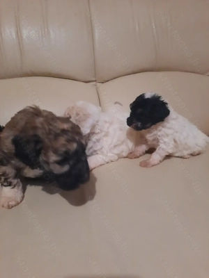 Törpe uszkár kiskutyák  - kép 4