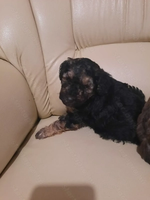 Törpe uszkár kiskutyák  - kép 2