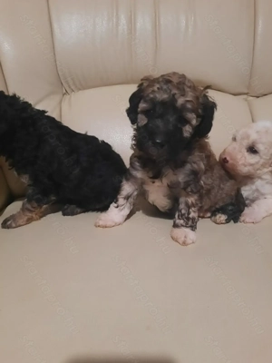 Törpe uszkár kiskutyák  - kép 5