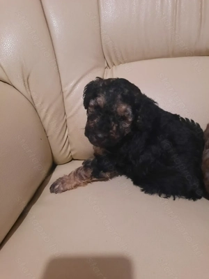 Törpe uszkár kiskutyák  - kép 3