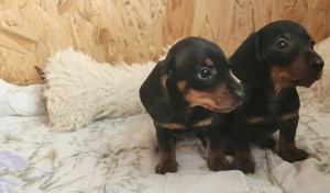 Tacskó kölykök  - kép 4