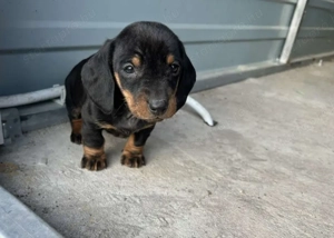 Tacskó kölykök  - kép 3