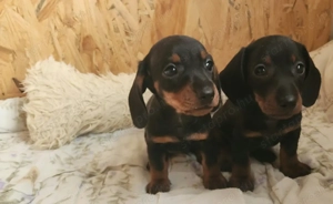 Tacskó kölykök  - kép 2