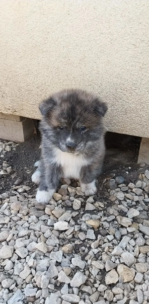 Japán Akita - kép 2