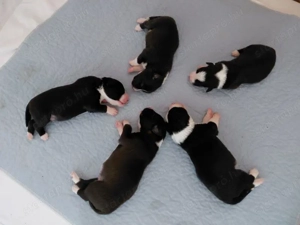 Border Collie kiskutyák 