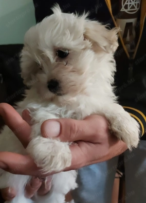 Bichon Havanese - kép 2