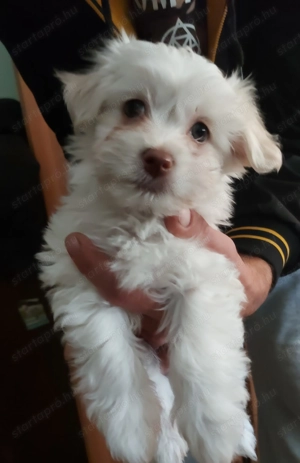 Bichon Havanese - kép 4