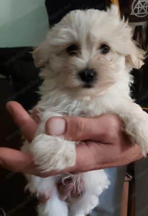 Bichon Havanese - kép 3
