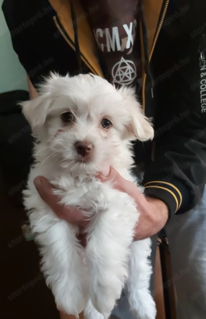 Bichon Havanese - kép 5